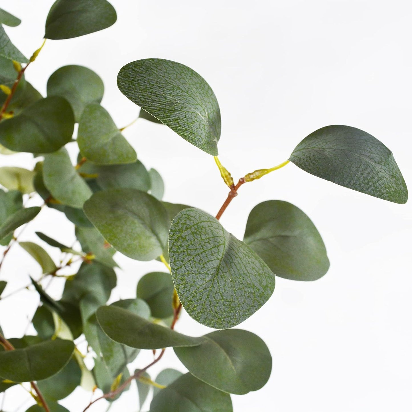 Eucalyptus