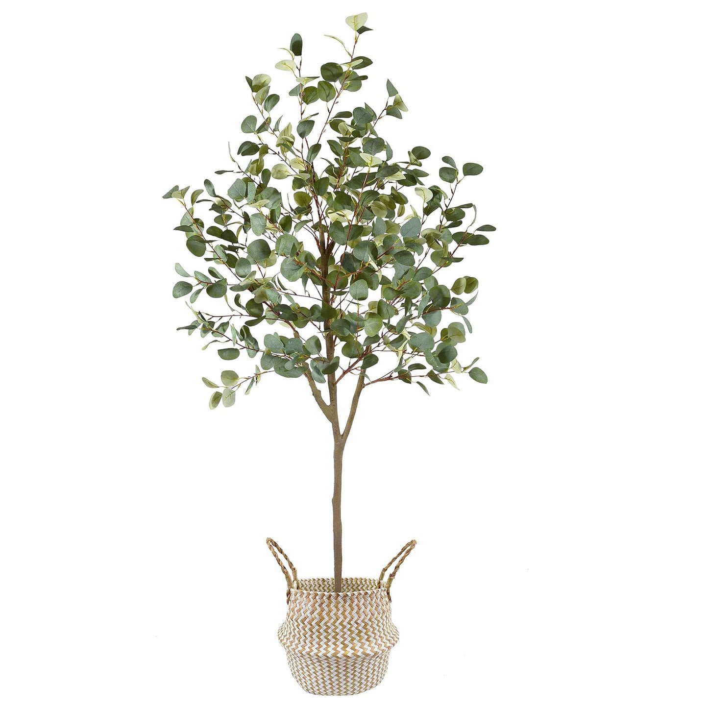 Eucalyptus