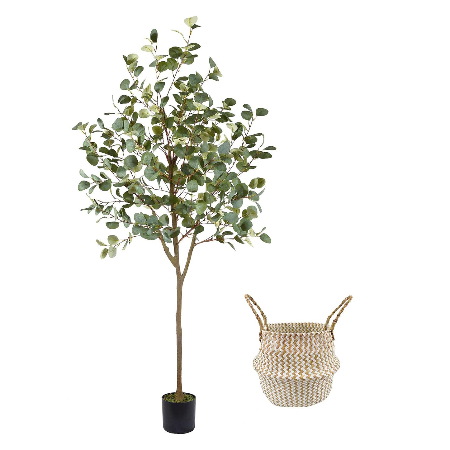 Eucalyptus